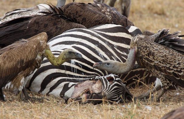 4 Day Serengeti and Ngorongoro crater