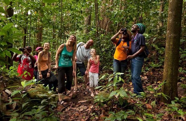 St Lucia Rainforest Walk