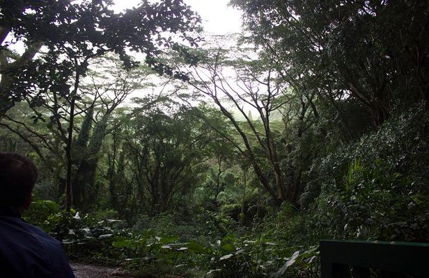 Rainforest Waterfall Trail and Shuttle Service