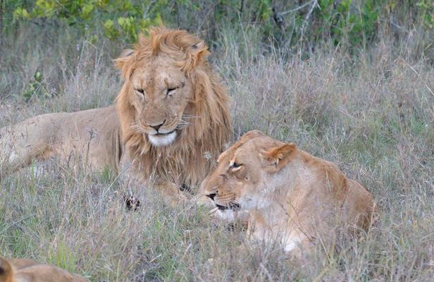 3 days, 2 nights Maasai Mara Game Reserve