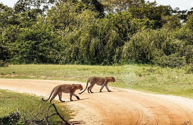 Leopard Full Day Safari Yala National Park