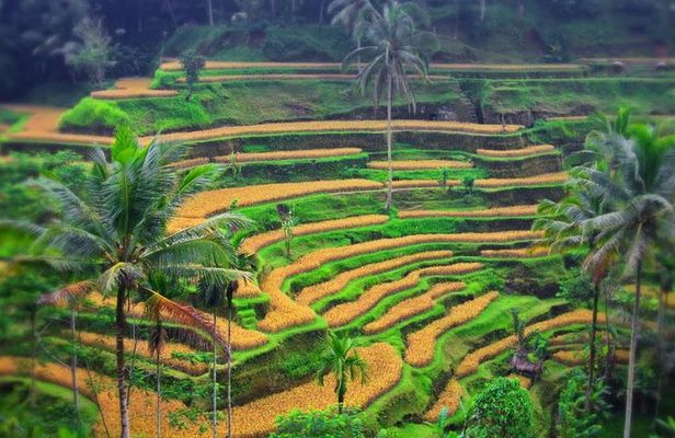 Bali Private Tour: Ubud, Waterfall, Temple, Monkey forest etc