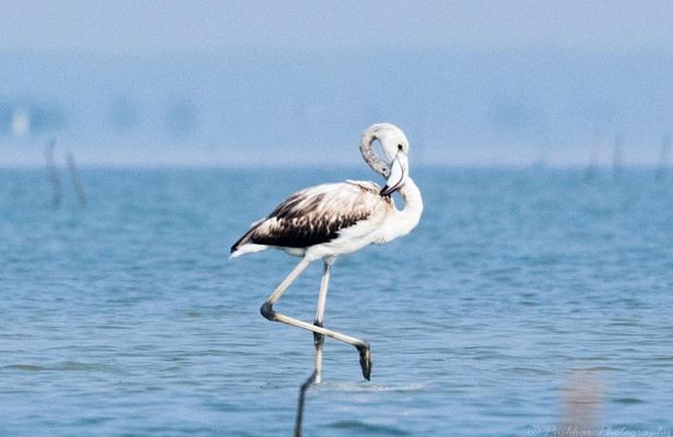 Chennai, Guided Birding And Birding Photo Trip With Spot Scope, 2 to 3 Hours
