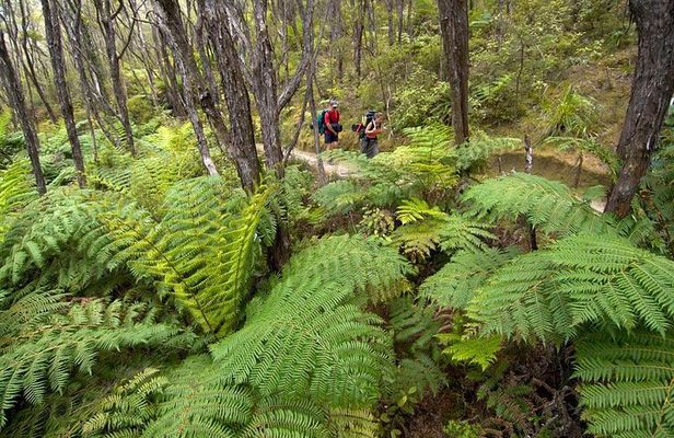 Kayak & Pitt Head Nature Loop - Guided Kayak & Unguided Walk - New Zealand