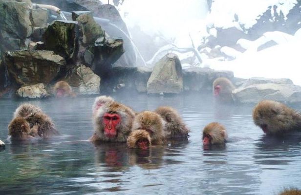 Snow Monkey in "Jigokudani Yaen-koen" & Obuse Town