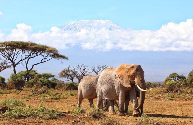 6days Masai mara-lake nakuru via Lake naivasha-Amboseli 4x4 jeep Safari