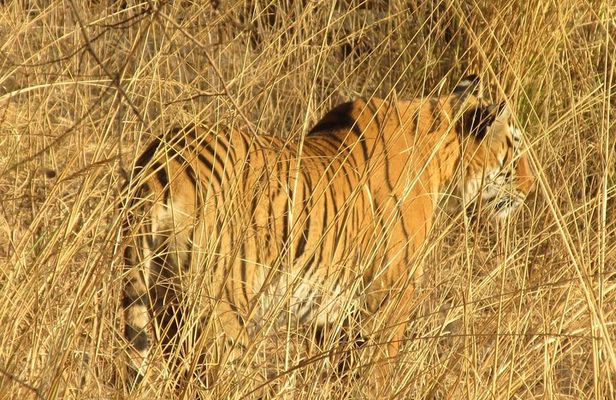 Ranthambore Same Day Experience