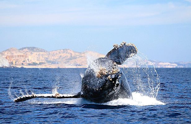 Whale Watching Zodiac in Cabo San Lucas with comp transportation