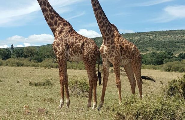 Maasai Mara Game Reserve