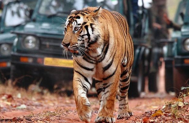 8Days Golden triangle with Ranthambore & Pushkar from Delhi Include Hotels & Car