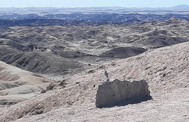 Wonderful Welwitschia Goanikontes Moonlandscape Tour