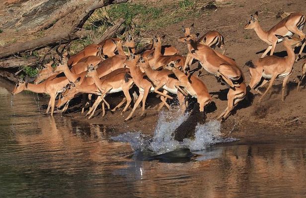 5 Day Wildlife Photographic Safari - Kruger National Park - B1 Photo Safaris