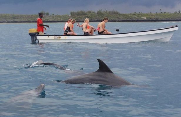 Dolphins Tour