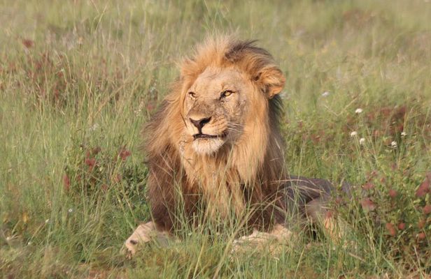 Safari Pilanesberg Nature Reserve & Monkey Sanctuary