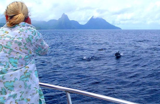 Whale Watching and Dolphin Spotting Cruise
