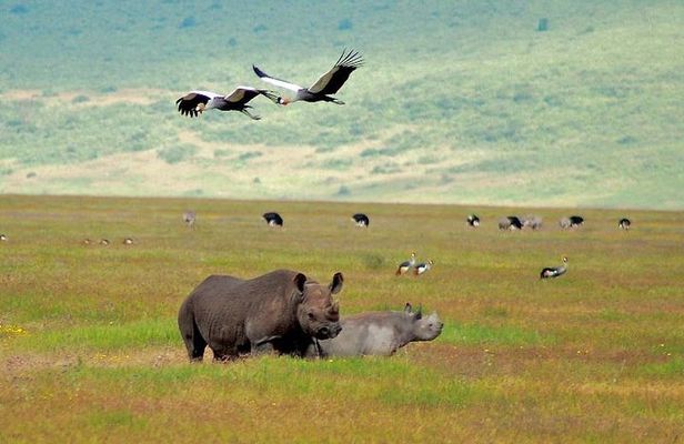 Ngorongoro Crater | Day Tour