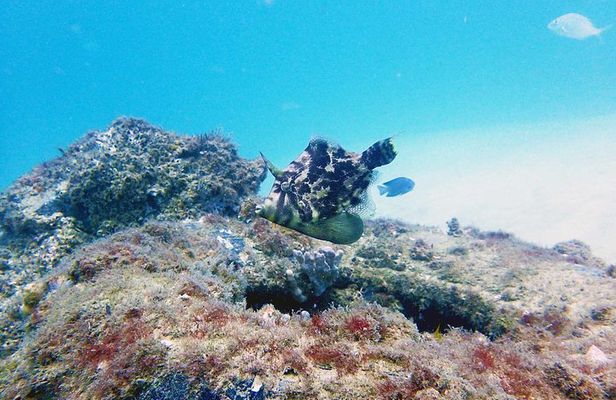 Wave Break Island Scuba Diving on the Gold Coast