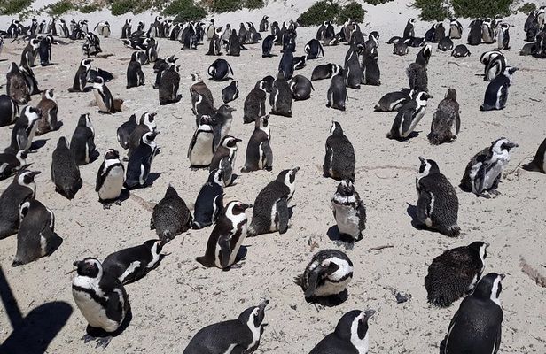 Half day Penguins at Boulders beach small group fees included