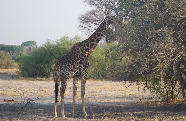 4 days Hwange Safari Game drive Staying at Iganyane Tented camp