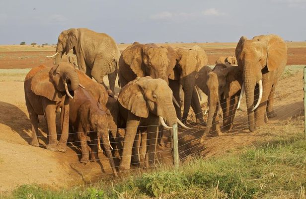 Amboseli/ Tsavo West/ Tsavo East 5 Days Safari