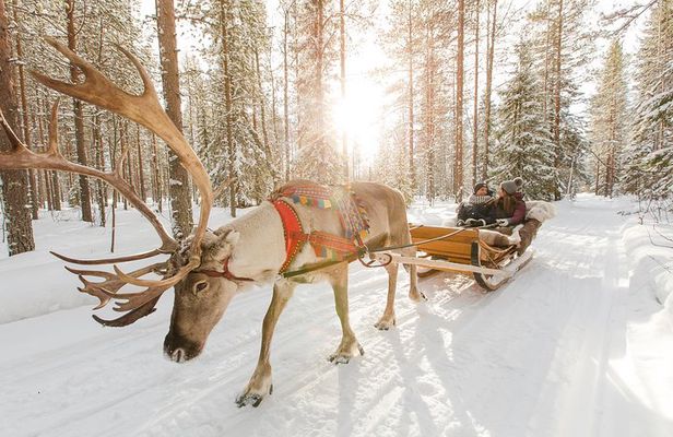 Lapland Reindeer Safari from Rovaniemi