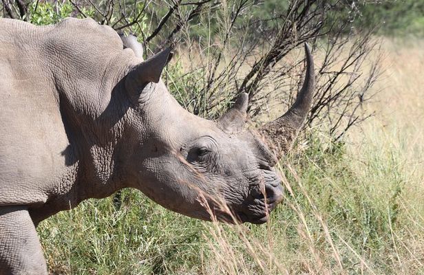 Rhino & Lion Nature Reserve & Wonder Caves