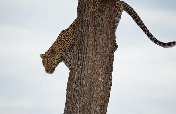 Lake Nakuru/ Lake Naivasha/ Maasai Mara 5 Days Lodge Safari
