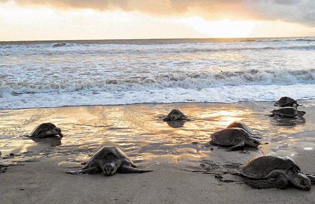 3-day Tortuguero Expedition