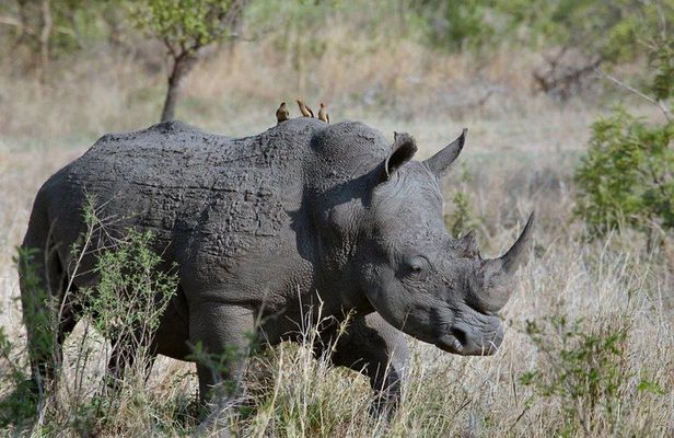 3 Days Masai Mara Joining Tour