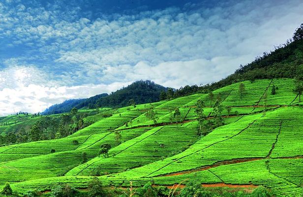 Private Full Day Tour to Nuwara Eliya from Kandy