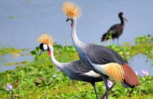 Lake Naivasha & Crescent island day trip.