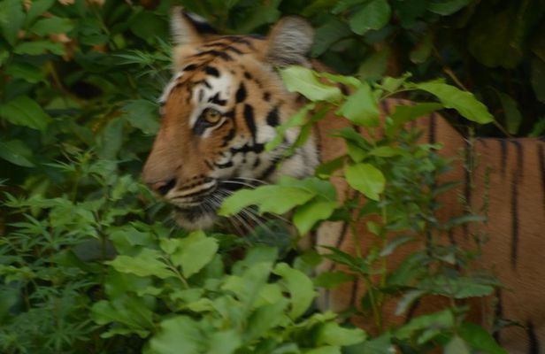 2 Nights Stay at Dhikala Zone in Jim Corbett National Park