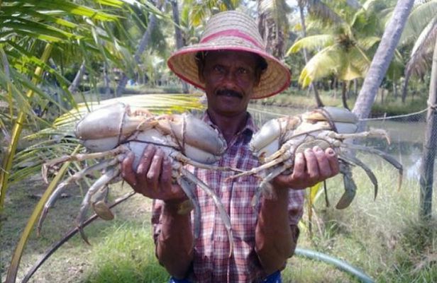 Kumbalangi Village Sightseeing Tour