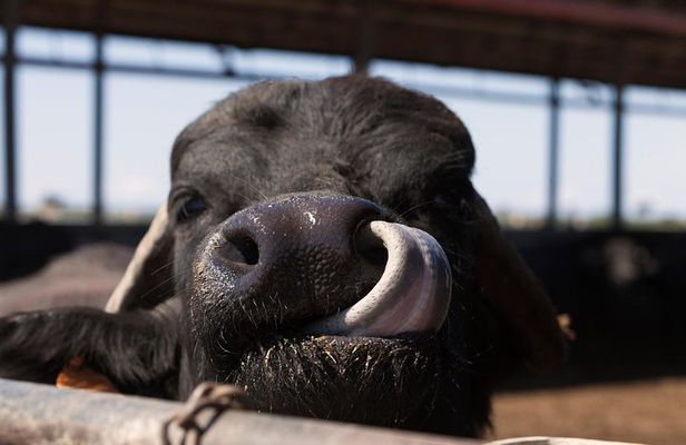 Visit to the Bufale and Dairy farm with cheese tasting