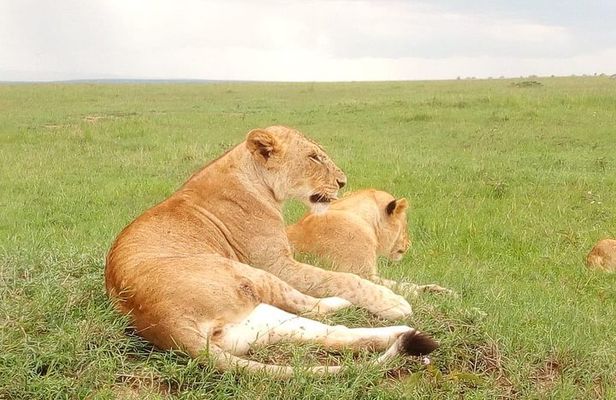 Giraffe center, stedmark animals haven & Nairobi Park Tour