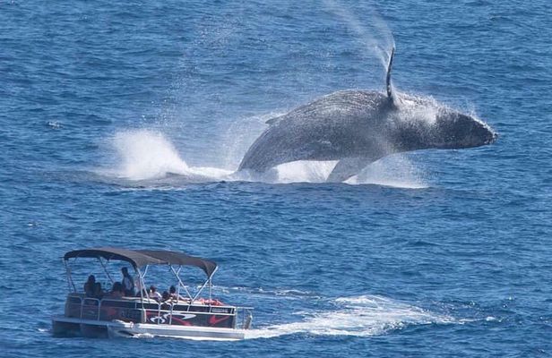 Whale Watching in Cabo San Lucas on board our Luxury Trimaran!