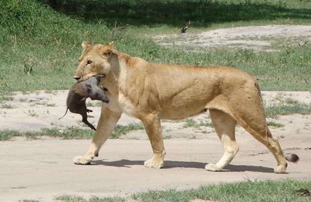 3 Days Safari to Tarangire NP, Ngorongoro Crater and Lake Manyara NP