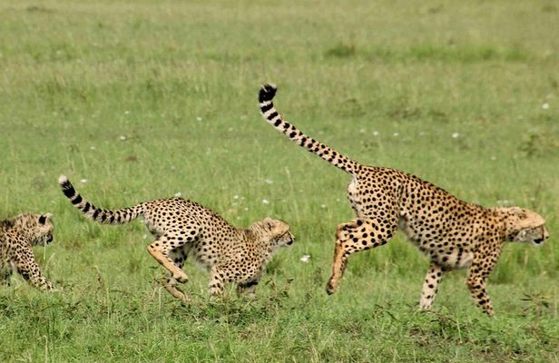 Maasai Mara Under Canvas 3 Days Safari