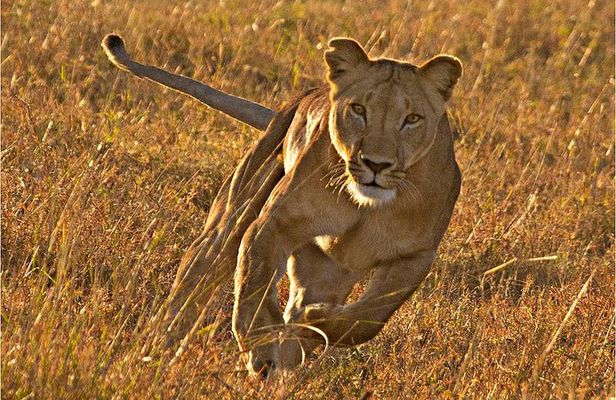 Masai Mara 3 Days Luxury Tented Safari