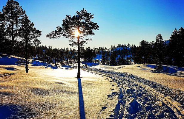 Skiing in winter wonderland