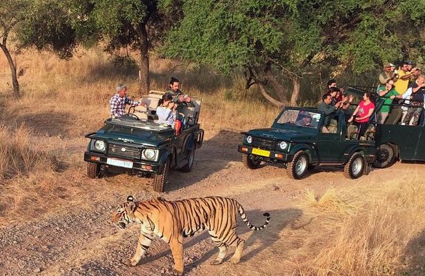 7-Days Golden Triangle with Ranthambore National park tour