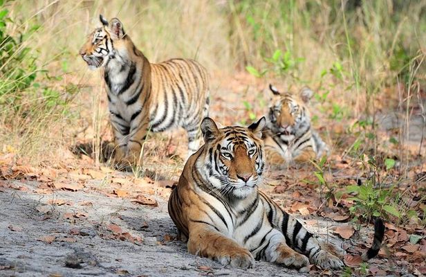 6 Day Private Tour of Taj with Glimpse of Tiger & Culture of Rajasthan