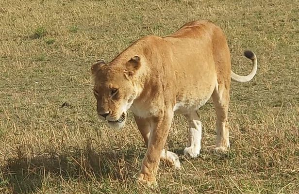 3 day Maasai Mara Adventure Group Safari