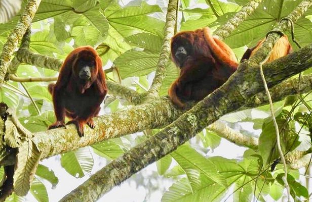 Howler Monkey Tour On The Barba Reserve - Bremen Of Philandia