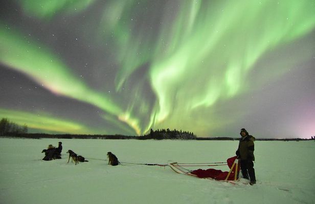 Dog Sledding and Mushing Experience in North Pole
