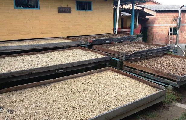 Coffee Tour Santa Bárbara a 1 hora de Medellín