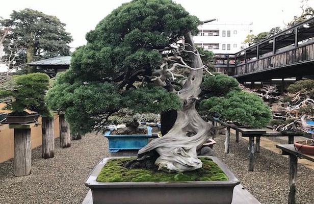 Make your own BONSAI with a professional artist in Tokyo