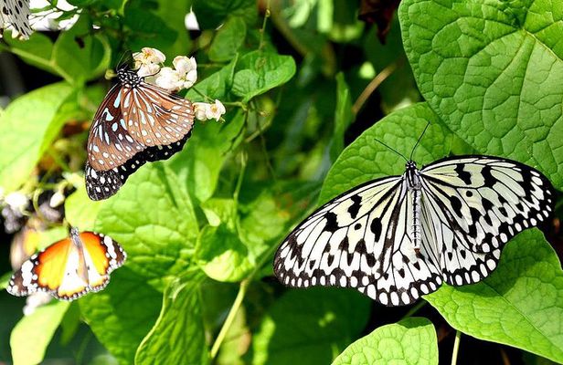 Bird Park & Butterfly Farm Nature Include All Entrance Tour From Kuala Lumpur