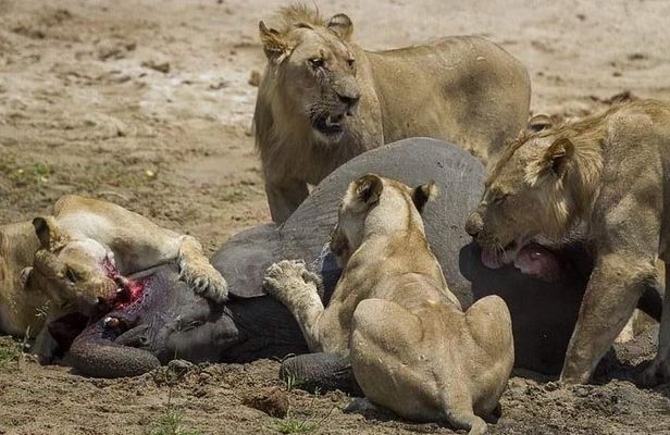Chobe Day Trip