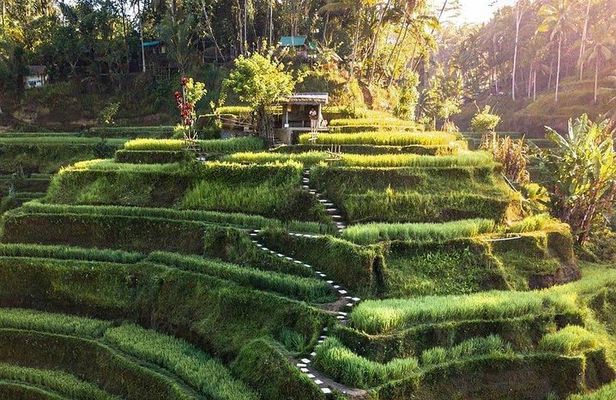 Ubud In On Day
